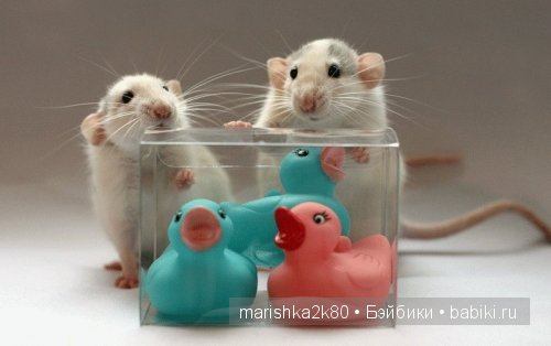 Ellen van Deelen. Фотографии крысок