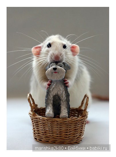 Ellen van Deelen. Фотографии крысок