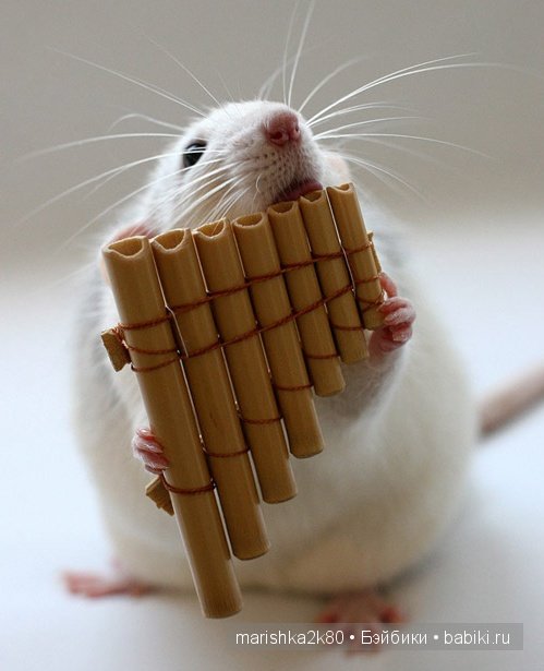 Ellen van Deelen. Фотографии крысок