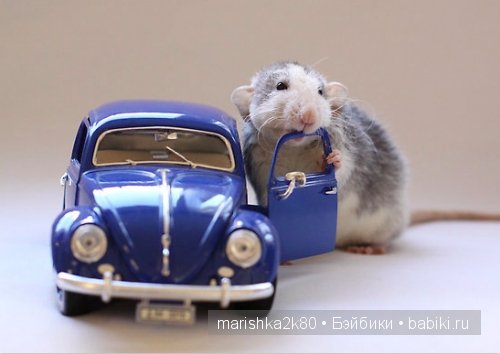 крыски,фото,Ellen van Deelen