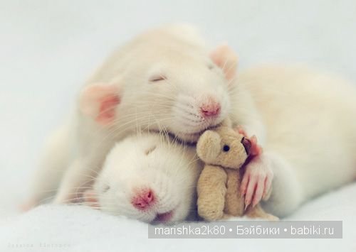 Ellen van Deelen. Фотографии крысок (фото 7)