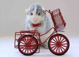 Ellen van Deelen. Фотографии крысок