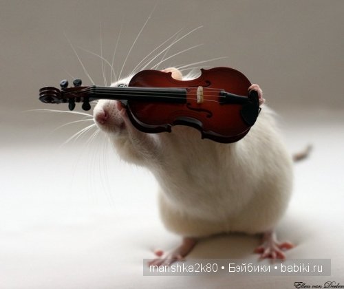 Ellen van Deelen. Фотографии крысок