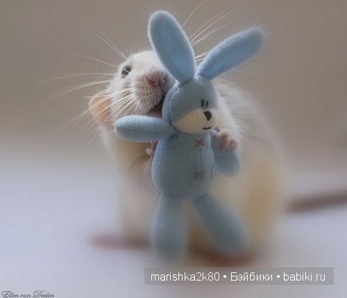 крыски,фото,Ellen van Deelen