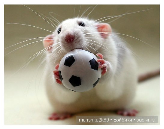 Ellen van Deelen. Фотографии крысок