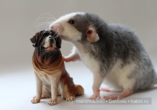 Ellen van Deelen. Фотографии крысок