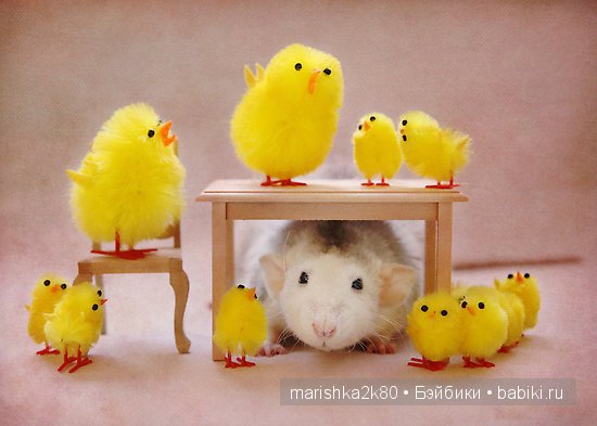 Ellen van Deelen. Фотографии крысок