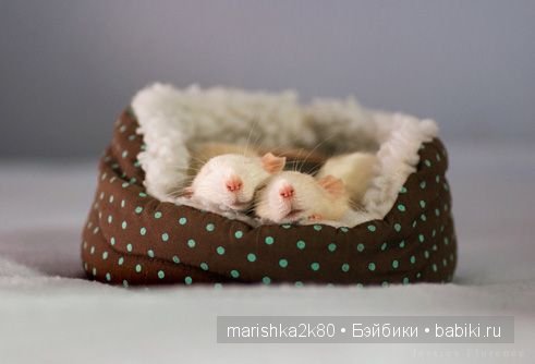 крыски,фото,Ellen van Deelen