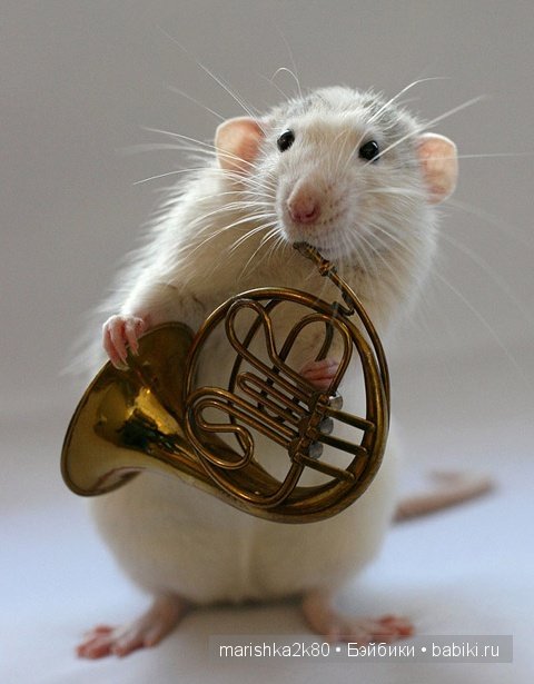 Ellen van Deelen. Фотографии крысок