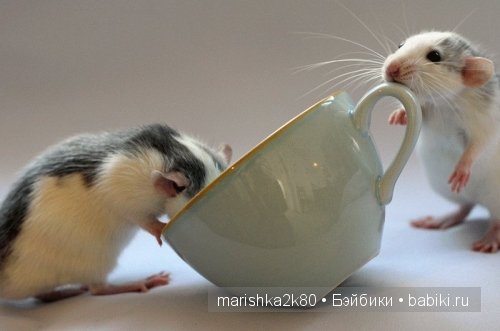 Ellen van Deelen. Фотографии крысок