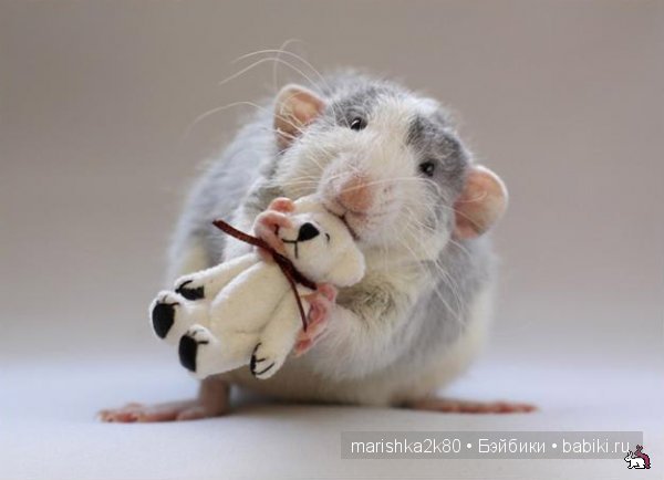 Ellen van Deelen. Фотографии крысок