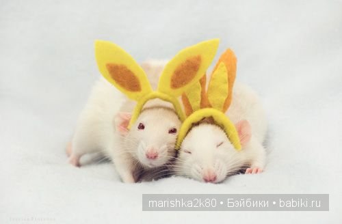 Ellen van Deelen. Фотографии крысок