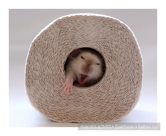 Ellen van Deelen. Фотографии крысок