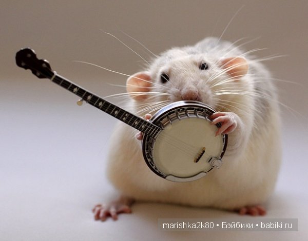 Ellen van Deelen. Фотографии крысок