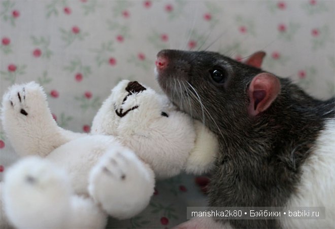 Ellen van Deelen. Фотографии крысок