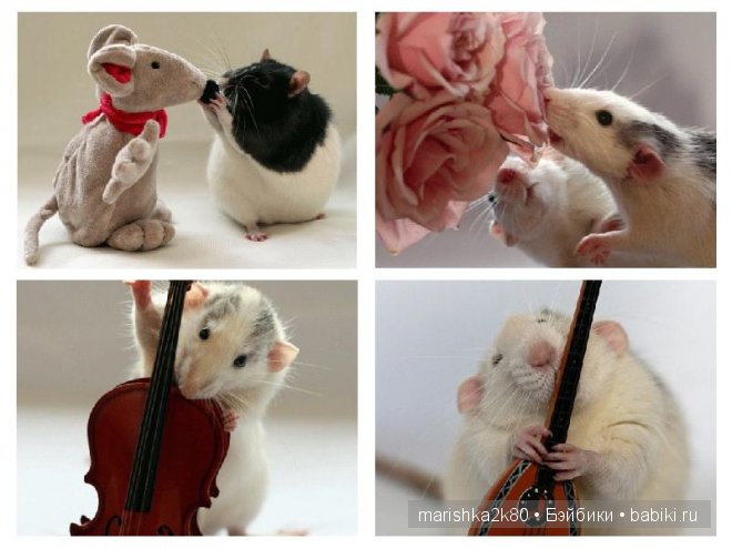 Ellen van Deelen. Фотографии крысок