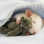 Ellen van Deelen. Фотографии крысок.