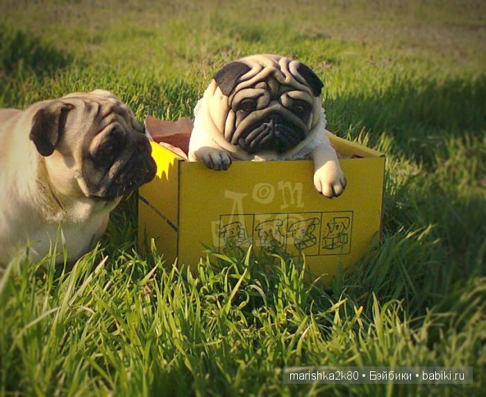 Мопсики от Лю — Куклы из капрона и чулочной техники: авторские игрушки