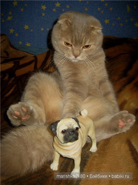 Моя коллекция мопсов — Фарфоровые статуэтки и фигурки: винтаж (фото 10)