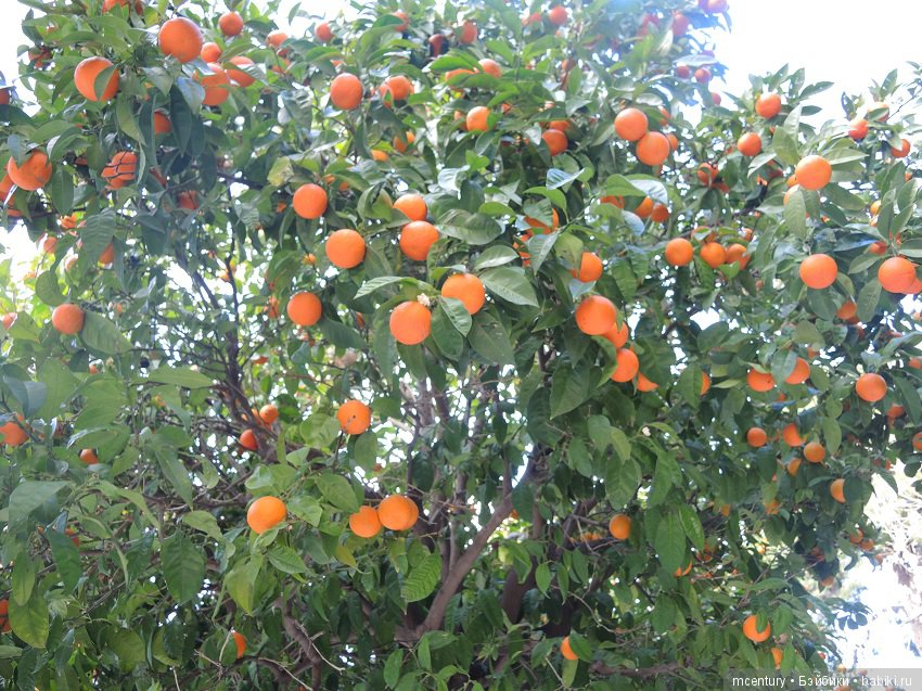 Новогоднее путешествие Kruselings в Афины (фото 7)