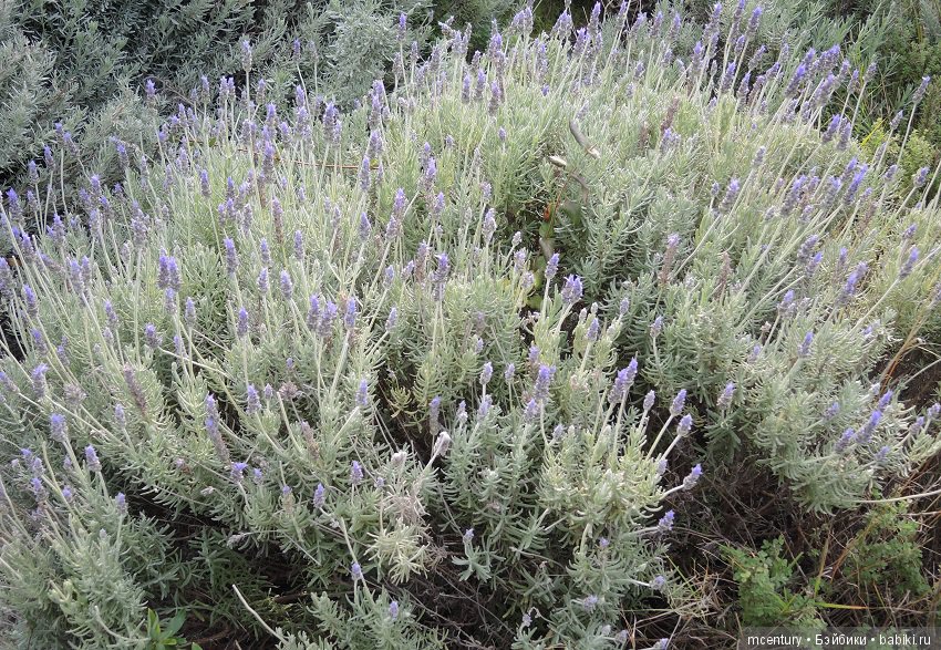 Новогоднее путешествие Kruselings в Афины (фото 8)