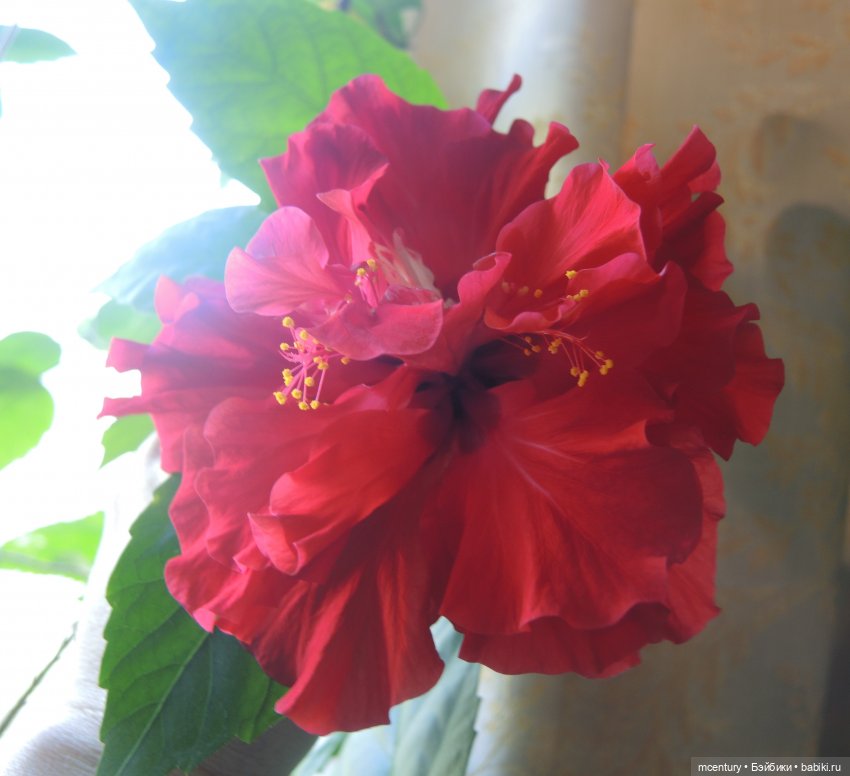 «И слава овдовеет...» — Культура (фото 2)