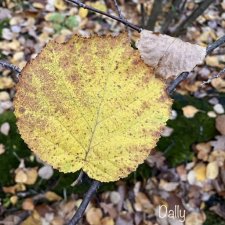 Желтые листья