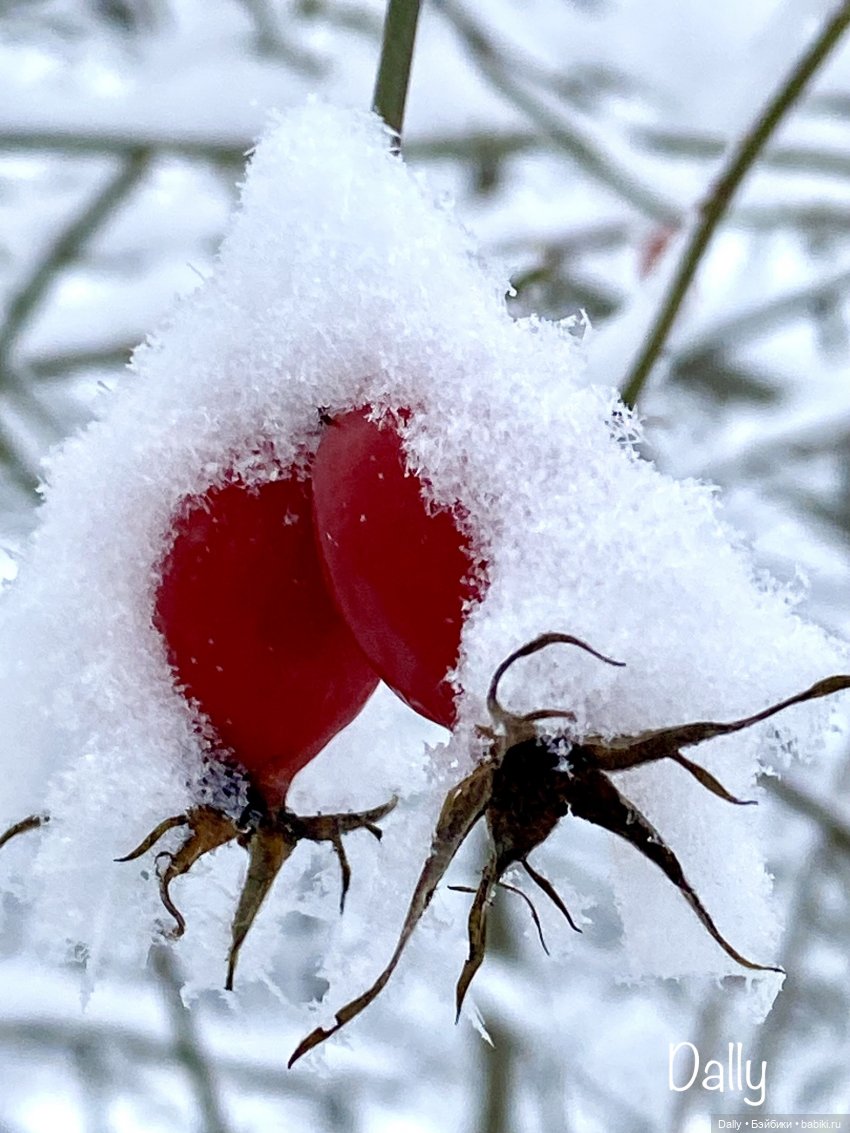 Снежные Годзиллы — Азиатские виниловые куклы (разное): Китай (фото 7)