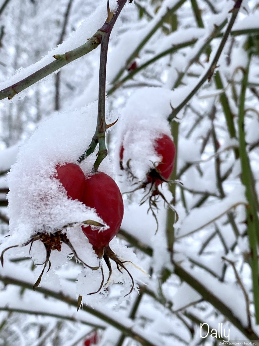 Снежные Годзиллы — Азиатские виниловые куклы (разное): Китай (фото 9)