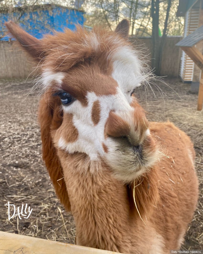 Астрид. В парке с альпаками