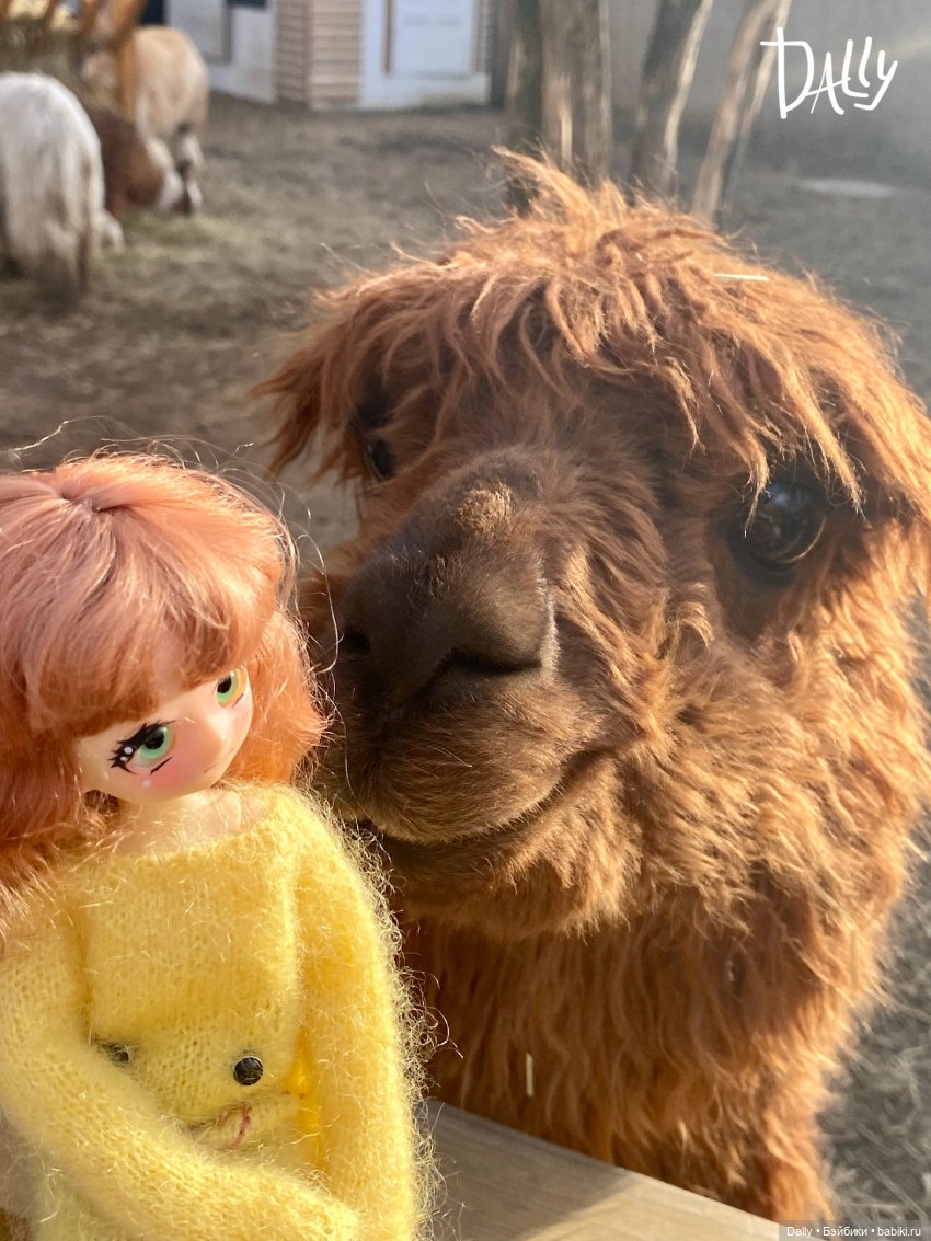 Астрид. В парке с альпаками