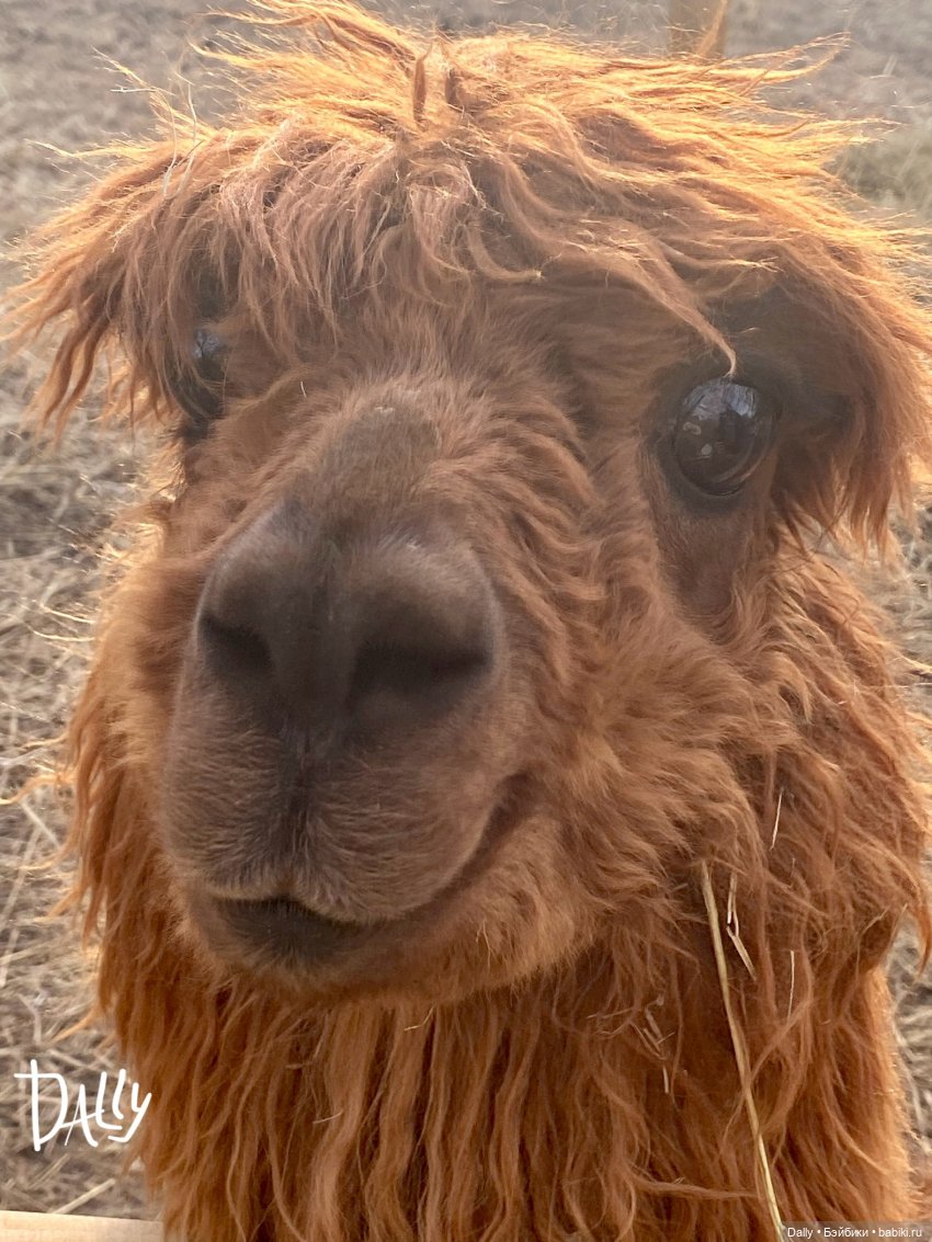 Астрид. В парке с альпаками (фото 10)