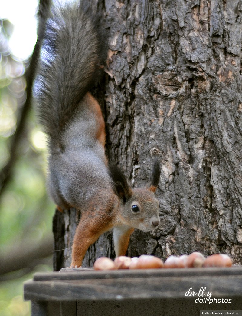 К белочкам — Гибридизация кукол BJD (БЖД): пересадка головы (фото 4)