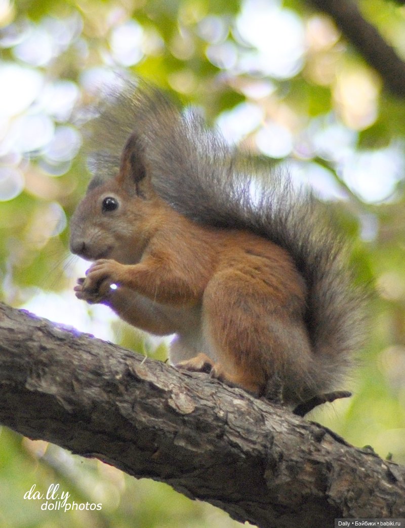 К белочкам — Гибридизация кукол BJD (БЖД): пересадка головы (фото 5)