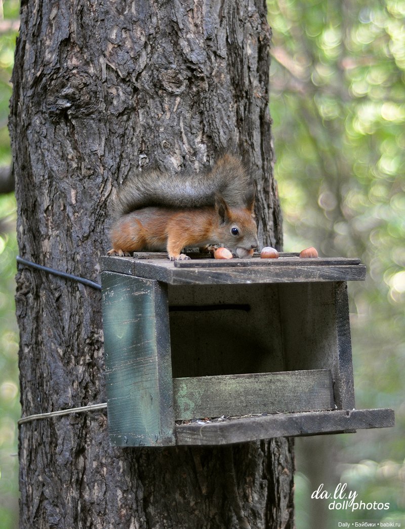 К белочкам — Гибридизация кукол BJD (БЖД): пересадка головы (фото 3)