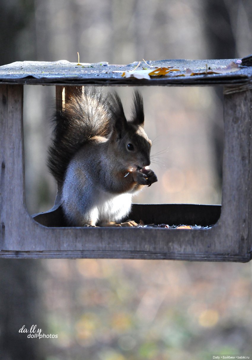 После Самайна — Куклы Fairyland (ФэйриЛэнд): BJD (БЖД) (фото 7)