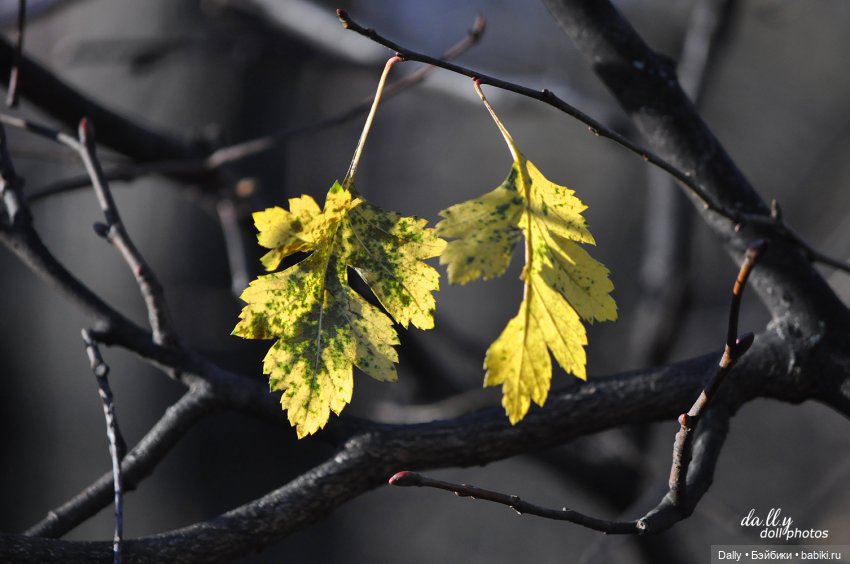 После Самайна — Куклы Fairyland (ФэйриЛэнд): BJD (БЖД) (фото 5)