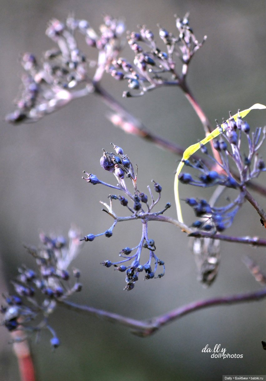 После Самайна — Куклы Fairyland (ФэйриЛэнд): BJD (БЖД) (фото 8)