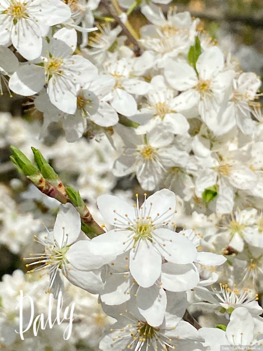 Пинки Пай — Азиатские виниловые куклы (разное): Китай (фото 5)