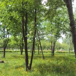 Наша прогулка в парке