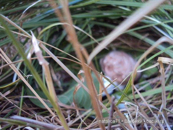 brownie Gogo, Peak`s Woods Woody