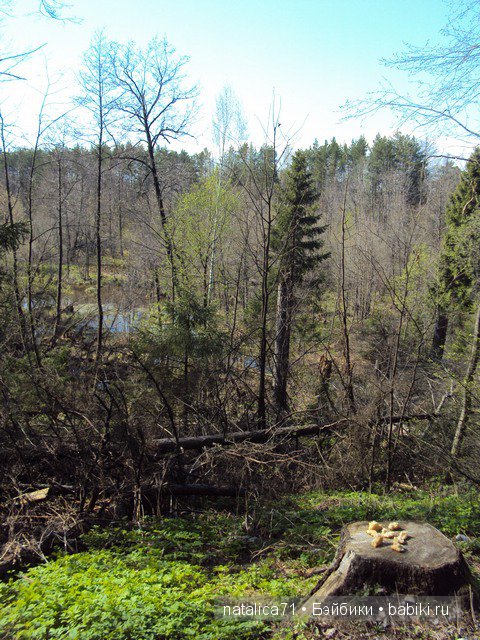 "Шагай!" - поманила лесная дорожка (фото 6)