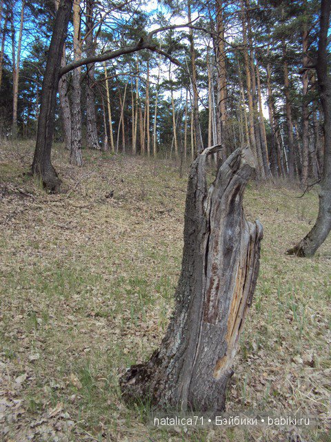 "Шагай!" - поманила лесная дорожка