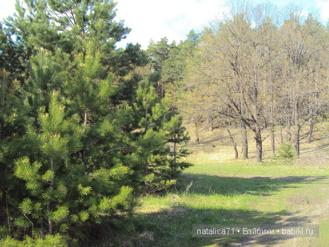 "Шагай!" - поманила лесная дорожка