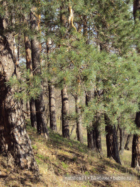 "Шагай!" - поманила лесная дорожка