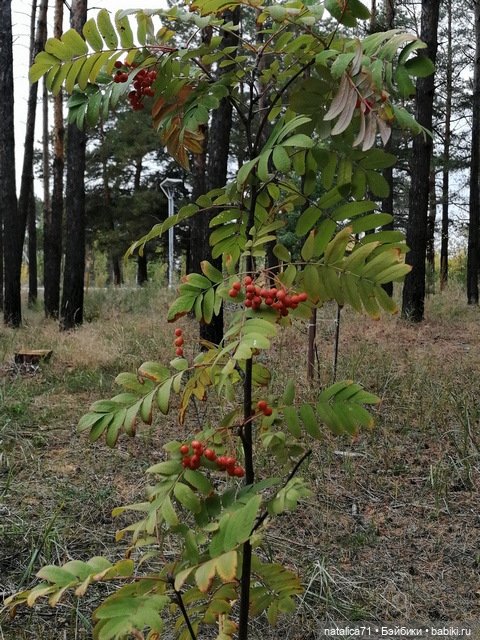 Осень - не время унывать — Азиатские виниловые куклы (разное): Китай