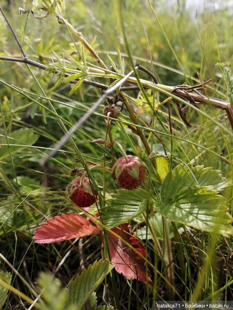 Бабушка-помощница — Игровые куклы разных производителей (Разное): редкие бренды (фото 7)