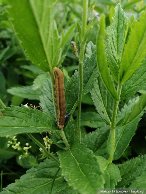 Бабушка-помощница — Игровые куклы разных производителей (Разное): редкие бренды (фото 9)