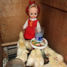 Цып-цып-цып, мои цыплятки, цып-цып-цып, мои утятки