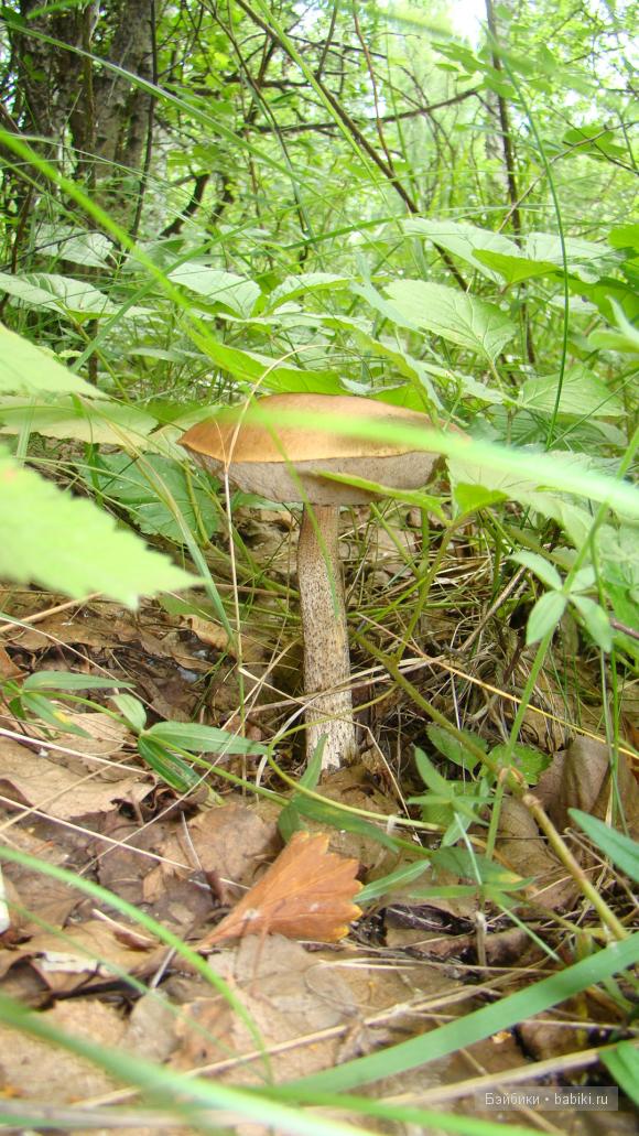 Мое родное Зауралье — Туризм и путешествия: фотоотчеты из поездок (фото 10)